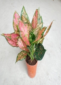 杭州湾花木租赁价格实惠 杭州湾花木租赁价格实惠