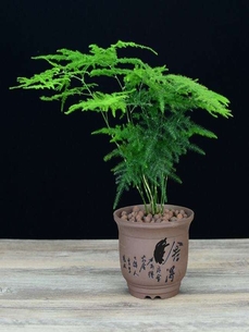 宁波江北绿化养护方案，开启绿色家园新征程