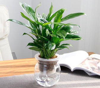 领略宁波镇海花木租摆公司的独特绿植魅力！